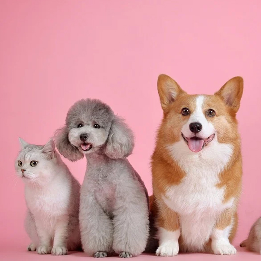 動物