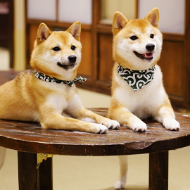 犬カフェでいやされたい